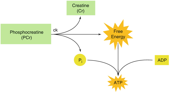 Figure 1. shows the breakdown of a phosphocreatine (PCr) molecule by the enzyme creatine kinase (CK). The breakdown of PCr provides approxim